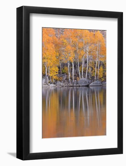 Golden Coloured Fall Foliage and Reflections on the Shores of Intake 2 Lake in the Eastern Sierras-Adam Burton-Framed Photographic Print