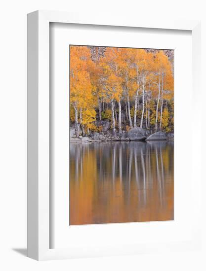 Golden Coloured Fall Foliage and Reflections on the Shores of Intake 2 Lake in the Eastern Sierras-Adam Burton-Framed Photographic Print