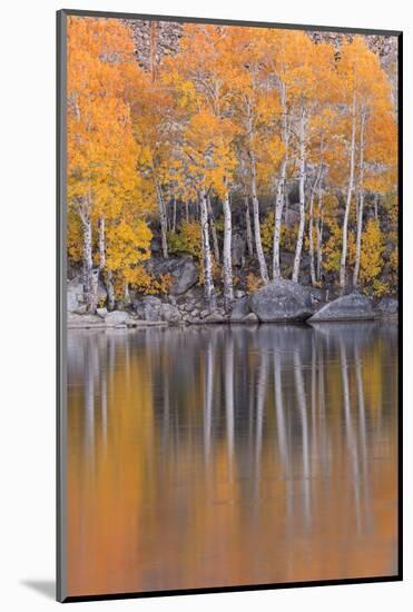 Golden Coloured Fall Foliage and Reflections on the Shores of Intake 2 Lake in the Eastern Sierras-Adam Burton-Mounted Photographic Print