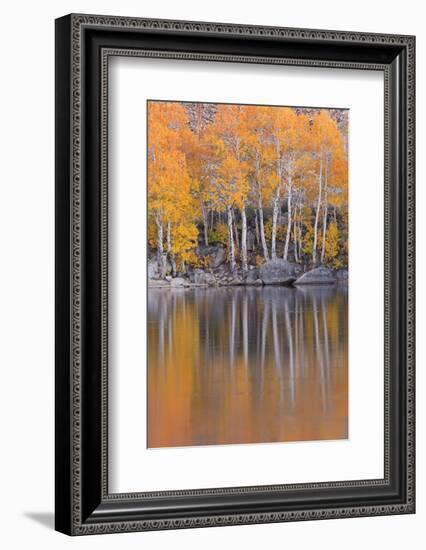 Golden Coloured Fall Foliage and Reflections on the Shores of Intake 2 Lake in the Eastern Sierras-Adam Burton-Framed Photographic Print