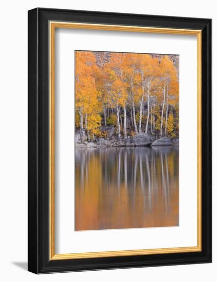 Golden Coloured Fall Foliage and Reflections on the Shores of Intake 2 Lake in the Eastern Sierras-Adam Burton-Framed Photographic Print