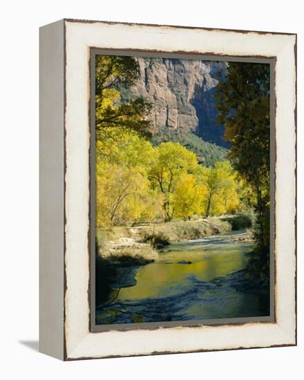 Golden Cottonwood Trees on Banks of the Virgin River, Zion National Park, Utah, USA-Ruth Tomlinson-Framed Premier Image Canvas