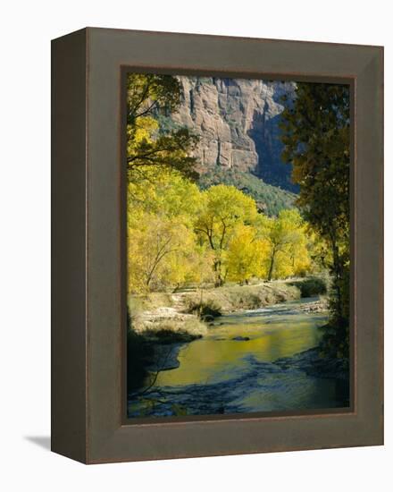 Golden Cottonwood Trees on Banks of the Virgin River, Zion National Park, Utah, USA-Ruth Tomlinson-Framed Premier Image Canvas