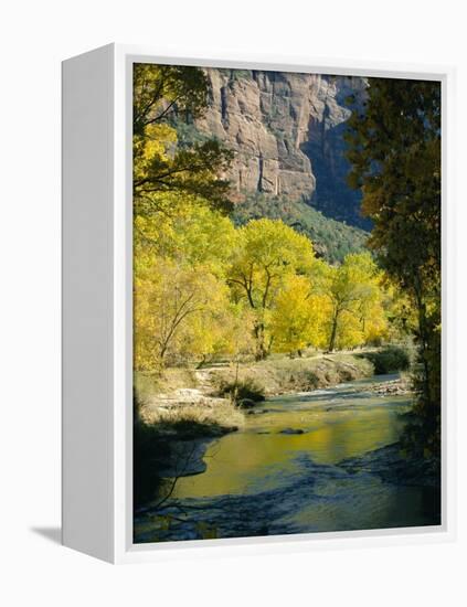 Golden Cottonwood Trees on Banks of the Virgin River, Zion National Park, Utah, USA-Ruth Tomlinson-Framed Premier Image Canvas