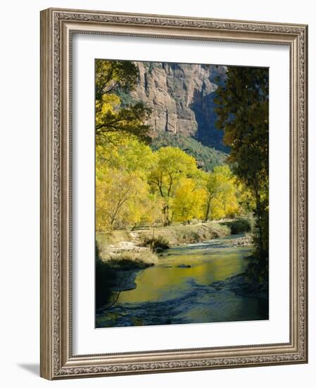 Golden Cottonwood Trees on Banks of the Virgin River, Zion National Park, Utah, USA-Ruth Tomlinson-Framed Photographic Print