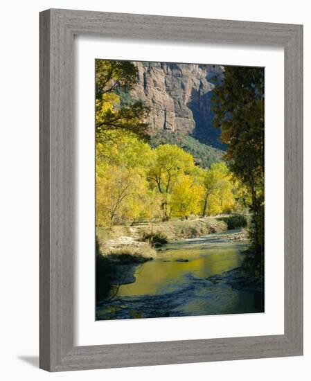 Golden Cottonwood Trees on Banks of the Virgin River, Zion National Park, Utah, USA-Ruth Tomlinson-Framed Photographic Print