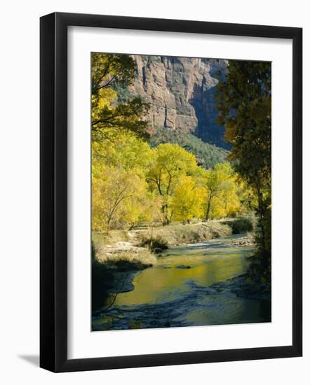 Golden Cottonwood Trees on Banks of the Virgin River, Zion National Park, Utah, USA-Ruth Tomlinson-Framed Photographic Print