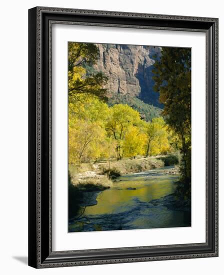 Golden Cottonwood Trees on Banks of the Virgin River, Zion National Park, Utah, USA-Ruth Tomlinson-Framed Photographic Print