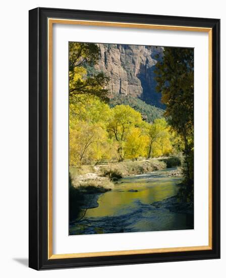 Golden Cottonwood Trees on Banks of the Virgin River, Zion National Park, Utah, USA-Ruth Tomlinson-Framed Photographic Print