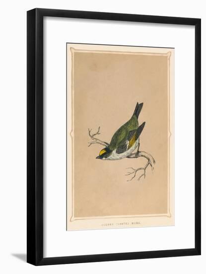 'Golden Crested Wren', (Regulus regulus), c1850, (1856)-Unknown-Framed Giclee Print