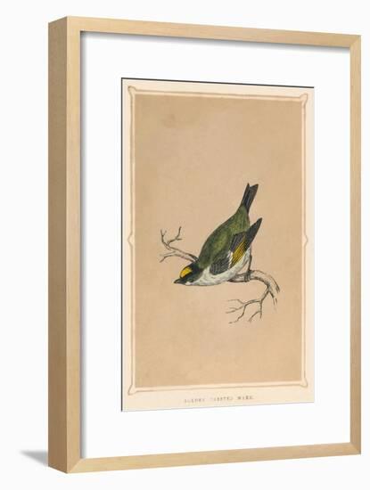 'Golden Crested Wren', (Regulus regulus), c1850, (1856)-Unknown-Framed Giclee Print