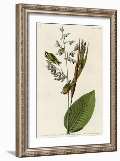 Golden Crested Wren-null-Framed Giclee Print