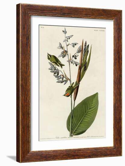 Golden Crested Wren-null-Framed Giclee Print