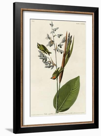 Golden Crested Wren-null-Framed Giclee Print