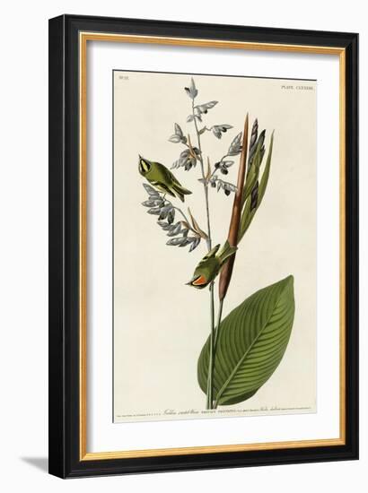 Golden Crested Wren-null-Framed Giclee Print