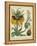 Golden Crown Imperial-Sydenham Teast Edwards-Framed Stretched Canvas