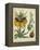 Golden Crown Imperial-Sydenham Teast Edwards-Framed Stretched Canvas