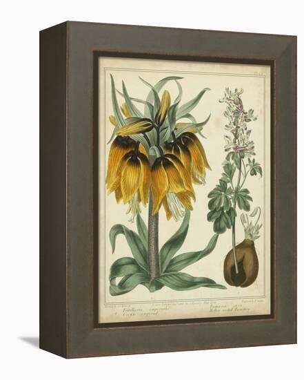 Golden Crown Imperial-Sydenham Teast Edwards-Framed Stretched Canvas