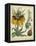 Golden Crown Imperial-Sydenham Teast Edwards-Framed Stretched Canvas