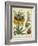 Golden Crown Imperial-Sydenham Teast Edwards-Framed Art Print