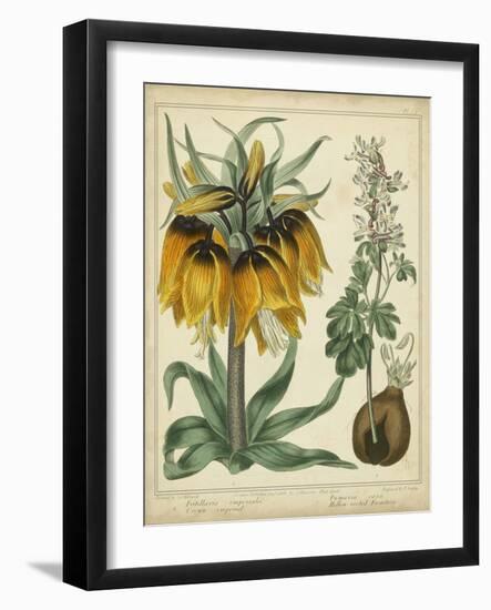 Golden Crown Imperial-Sydenham Teast Edwards-Framed Art Print