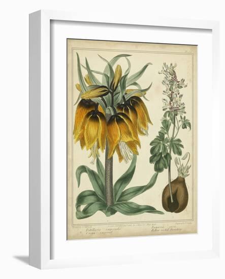 Golden Crown Imperial-Sydenham Teast Edwards-Framed Art Print