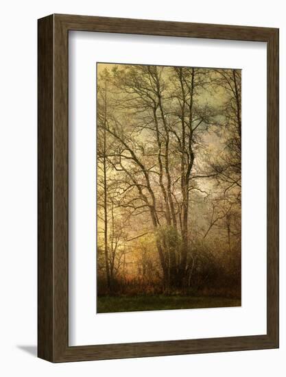 Golden crown-Philippe Sainte-Laudy-Framed Photographic Print