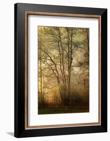 Golden crown-Philippe Sainte-Laudy-Framed Photographic Print