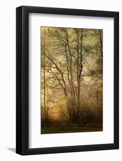 Golden crown-Philippe Sainte-Laudy-Framed Photographic Print
