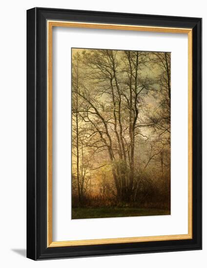 Golden crown-Philippe Sainte-Laudy-Framed Photographic Print