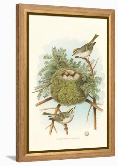 Golden Crowned Kinglet Nest and Eggs-null-Framed Stretched Canvas