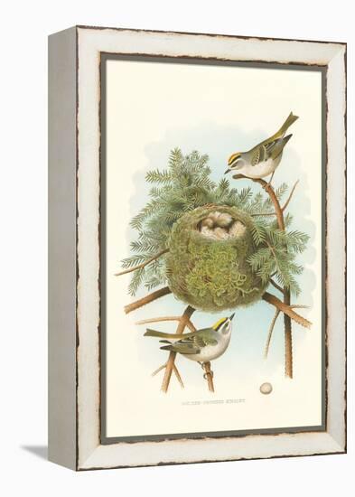 Golden Crowned Kinglet Nest and Eggs-null-Framed Stretched Canvas