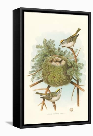 Golden Crowned Kinglet Nest and Eggs-null-Framed Stretched Canvas