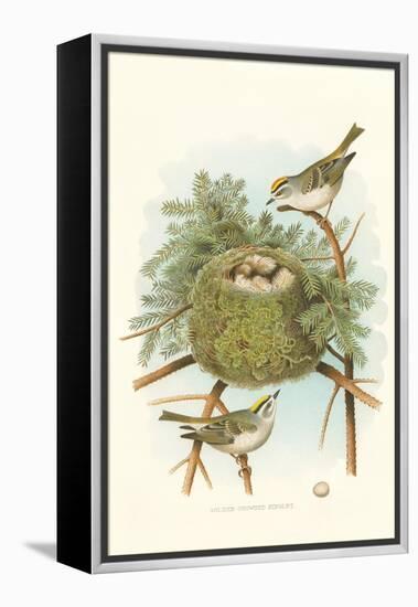 Golden Crowned Kinglet Nest and Eggs-null-Framed Stretched Canvas