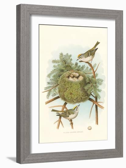 Golden Crowned Kinglet Nest and Eggs-null-Framed Art Print