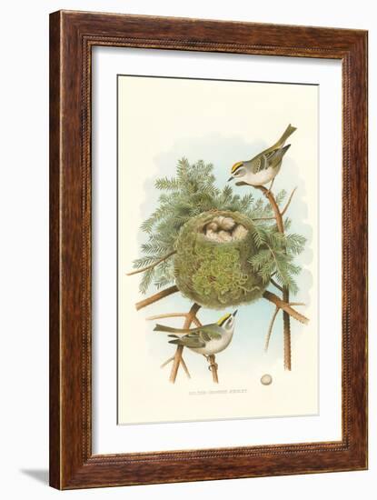 Golden Crowned Kinglet Nest and Eggs-null-Framed Art Print