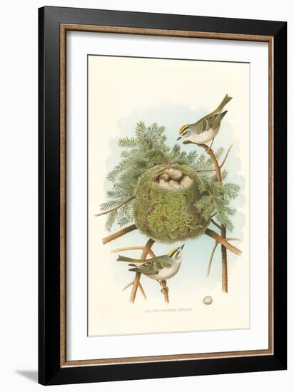 Golden Crowned Kinglet Nest and Eggs-null-Framed Art Print