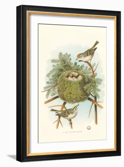 Golden Crowned Kinglet Nest and Eggs-null-Framed Art Print