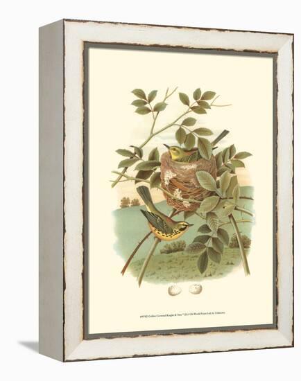 Golden Crowned Kinglet & Nest-null-Framed Stretched Canvas