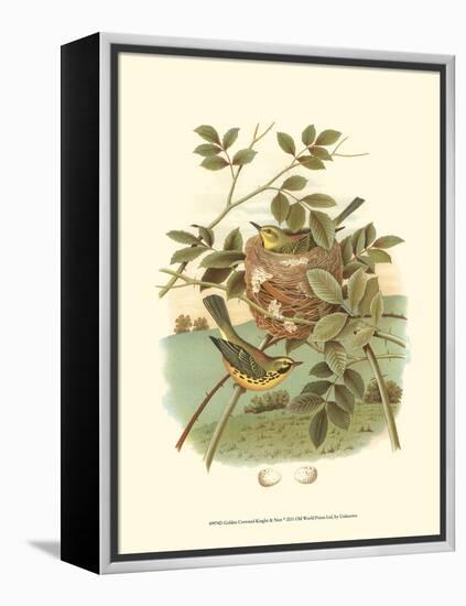 Golden Crowned Kinglet & Nest-null-Framed Stretched Canvas