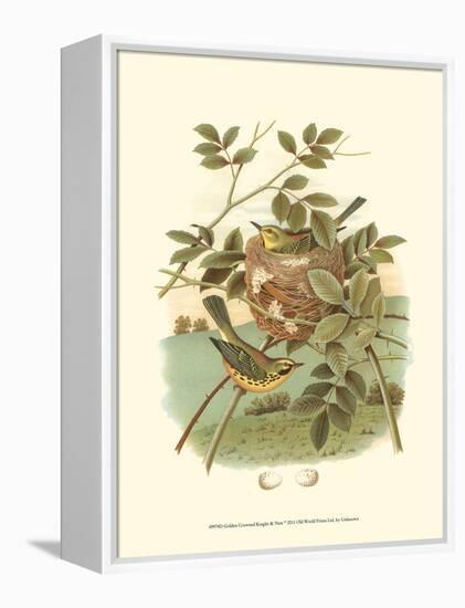 Golden Crowned Kinglet & Nest-null-Framed Stretched Canvas