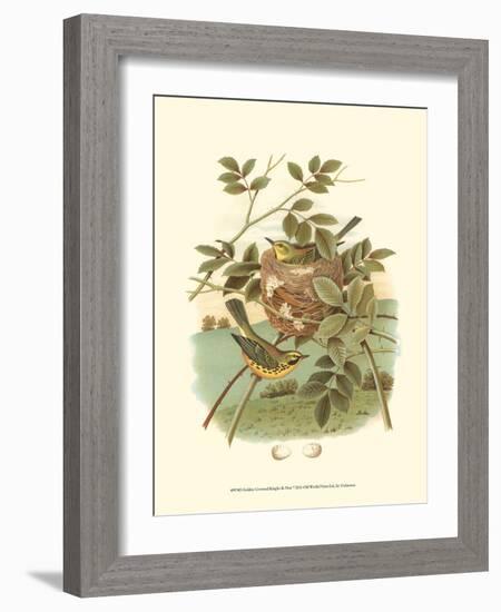 Golden Crowned Kinglet & Nest-null-Framed Art Print