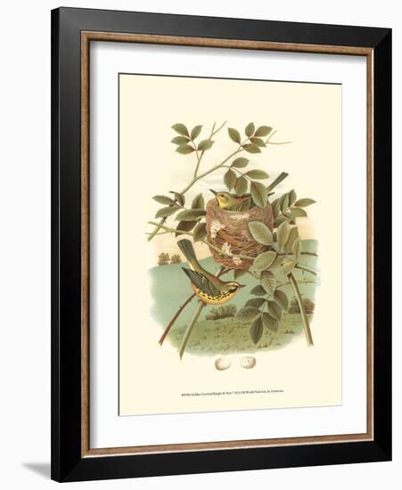 Golden Crowned Kinglet & Nest-null-Framed Art Print