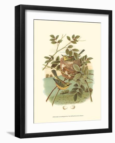Golden Crowned Kinglet & Nest-null-Framed Art Print