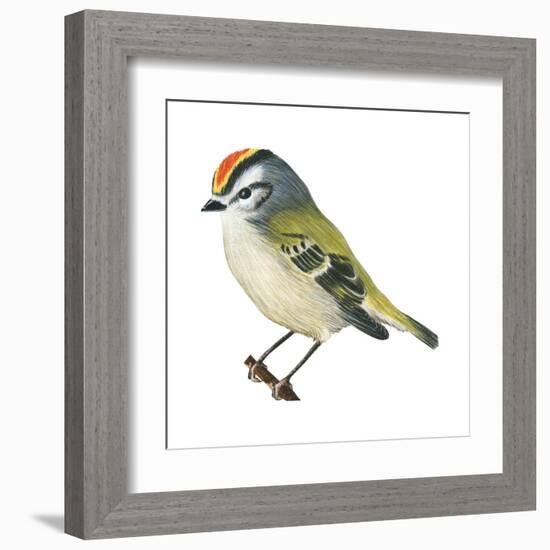 Golden-Crowned Kinglet (Regulus Satrapa), Birds-Encyclopaedia Britannica-Framed Art Print