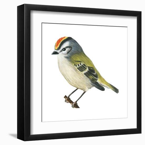 Golden-Crowned Kinglet (Regulus Satrapa), Birds-Encyclopaedia Britannica-Framed Art Print