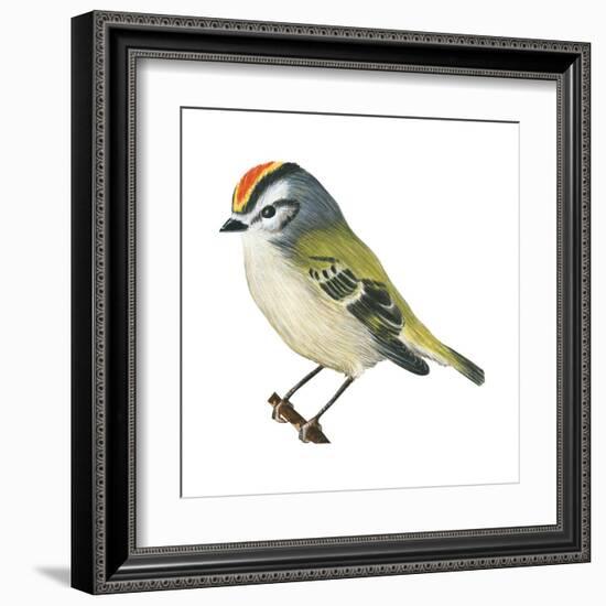 Golden-Crowned Kinglet (Regulus Satrapa), Birds-Encyclopaedia Britannica-Framed Art Print