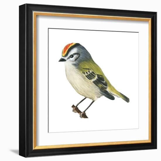 Golden-Crowned Kinglet (Regulus Satrapa), Birds-Encyclopaedia Britannica-Framed Art Print