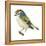 Golden-Crowned Kinglet (Regulus Satrapa), Birds-Encyclopaedia Britannica-Framed Stretched Canvas