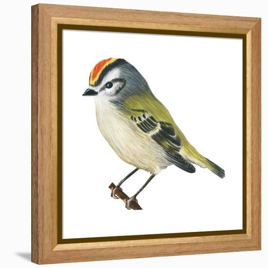 Golden-Crowned Kinglet (Regulus Satrapa), Birds-Encyclopaedia Britannica-Framed Stretched Canvas